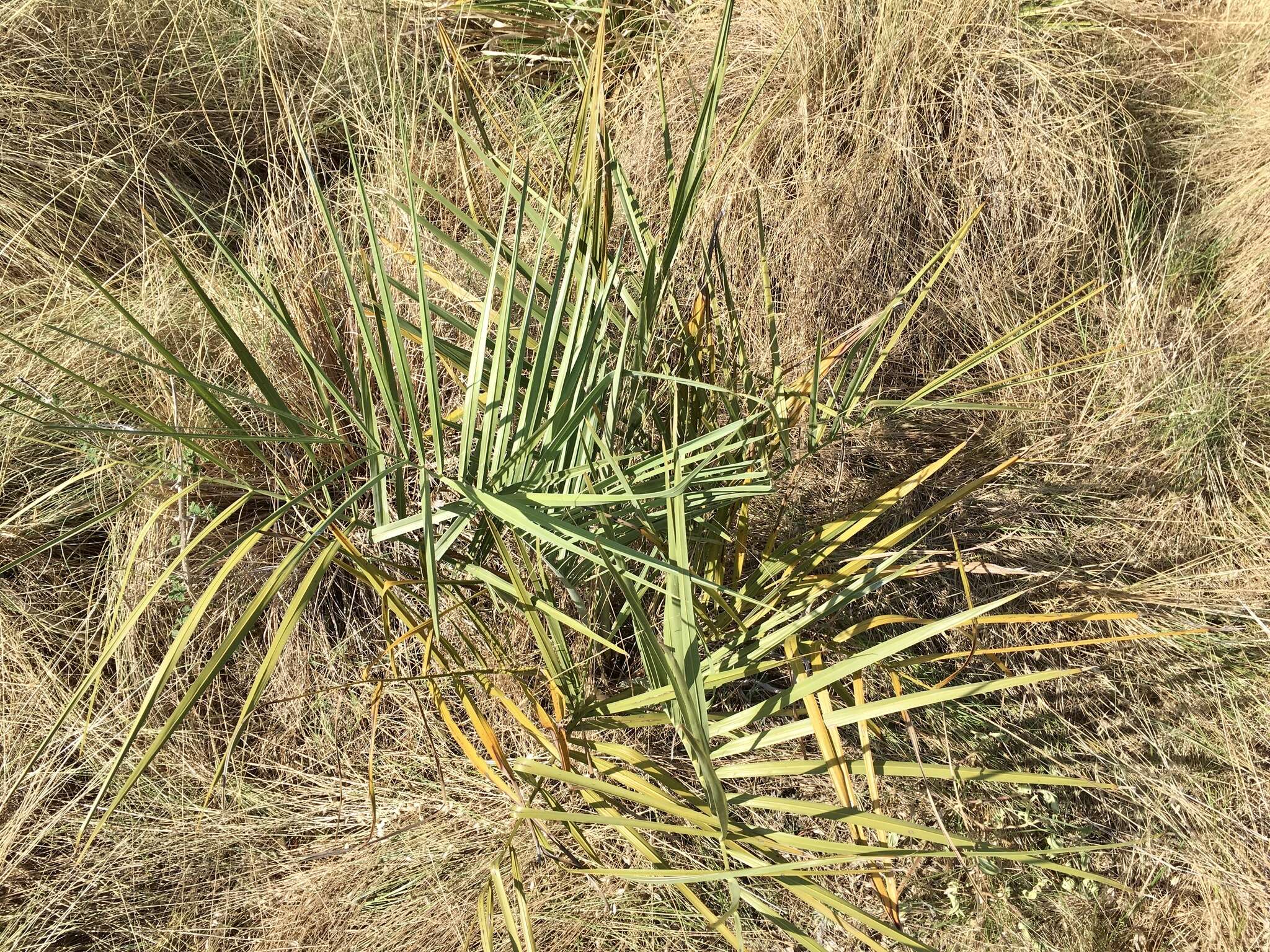 صورة Butia odorata (Barb. Rodr.) Noblick