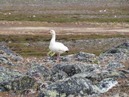 Sivun Anser caerulescens caerulescens (Linnaeus 1758) kuva