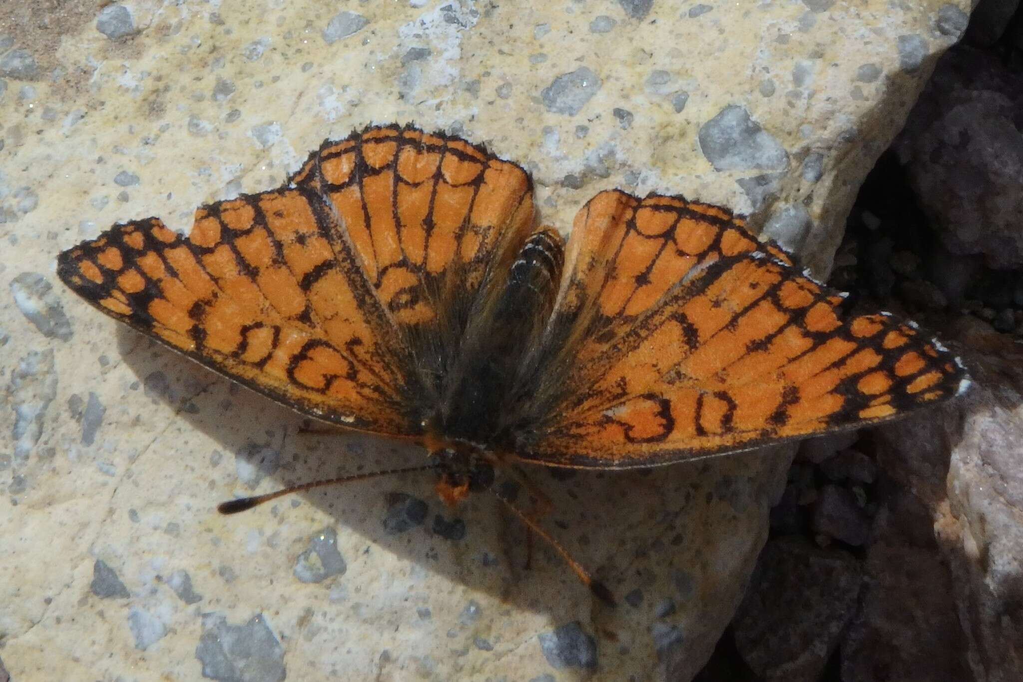 Image of Sagebrush Checkerspot