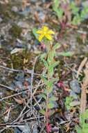 Image of trailing St John's-wort