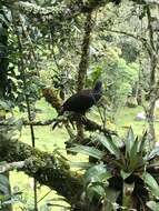 Image of Andean Guan