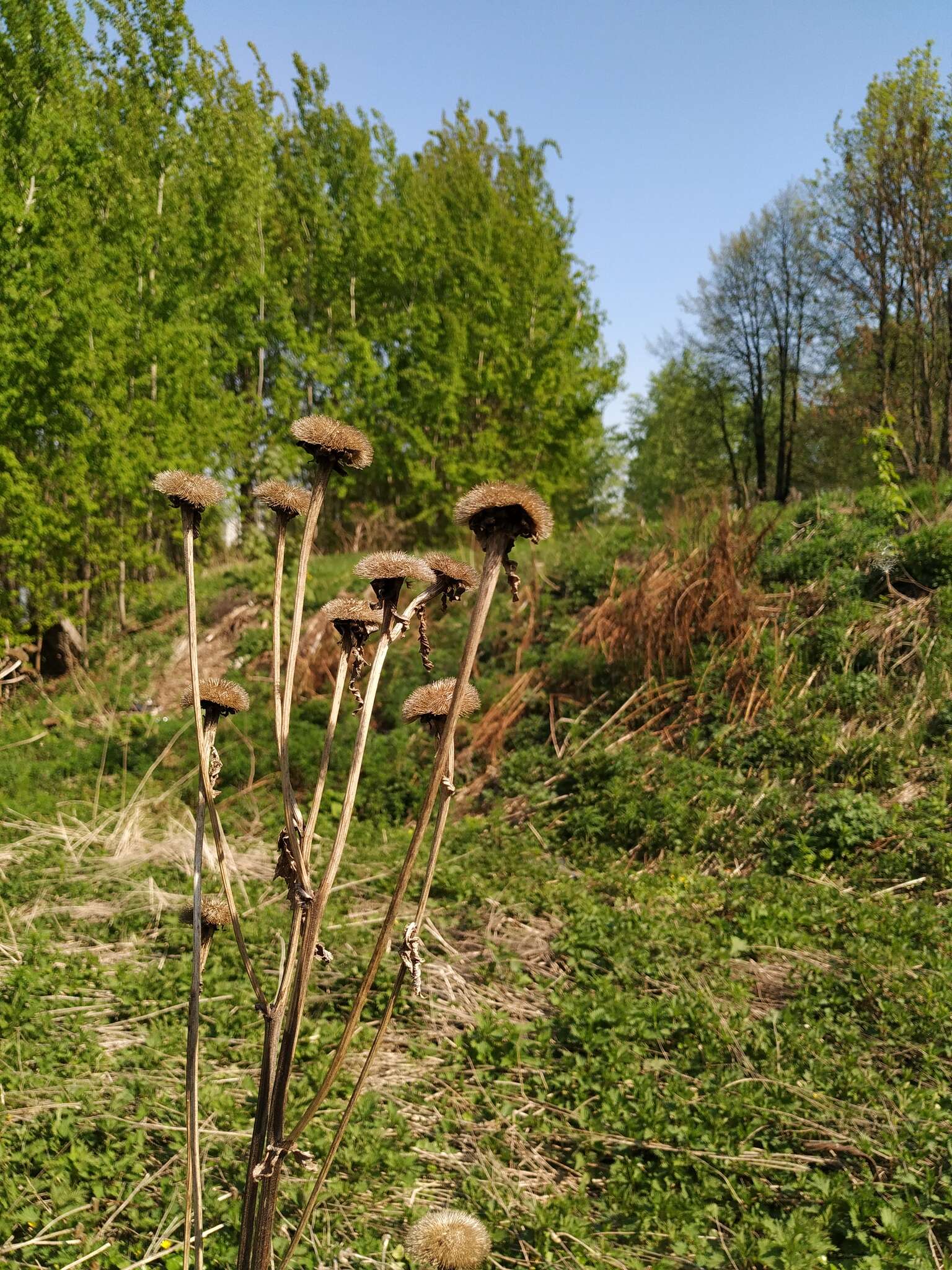 Plancia ëd Telekia