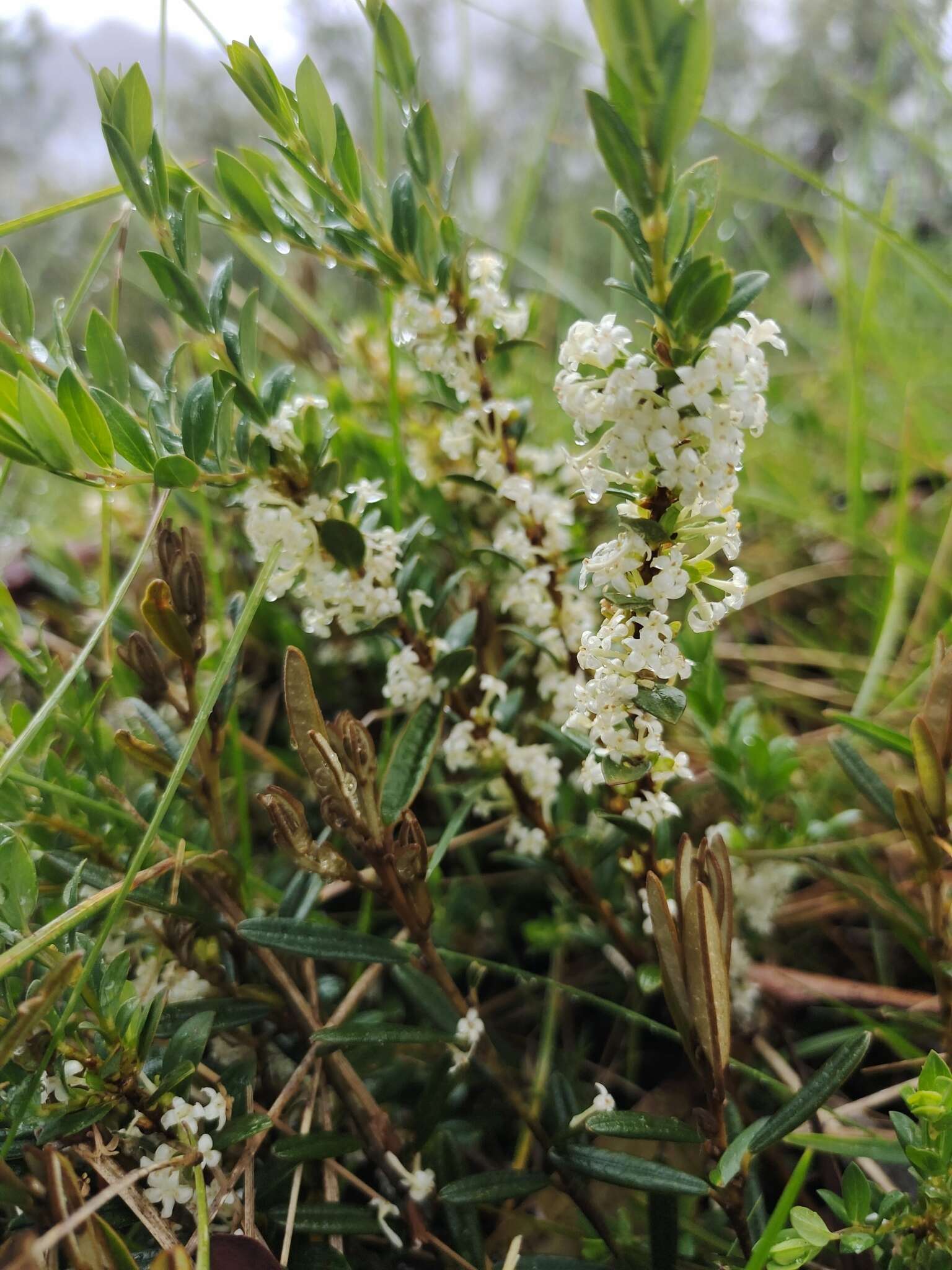 Image of Pimelea axiflora subsp. alpina (Benth.) Threlfall