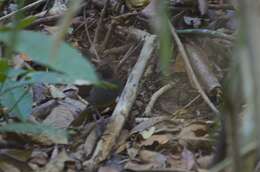 Image of Black-faced Antthrush