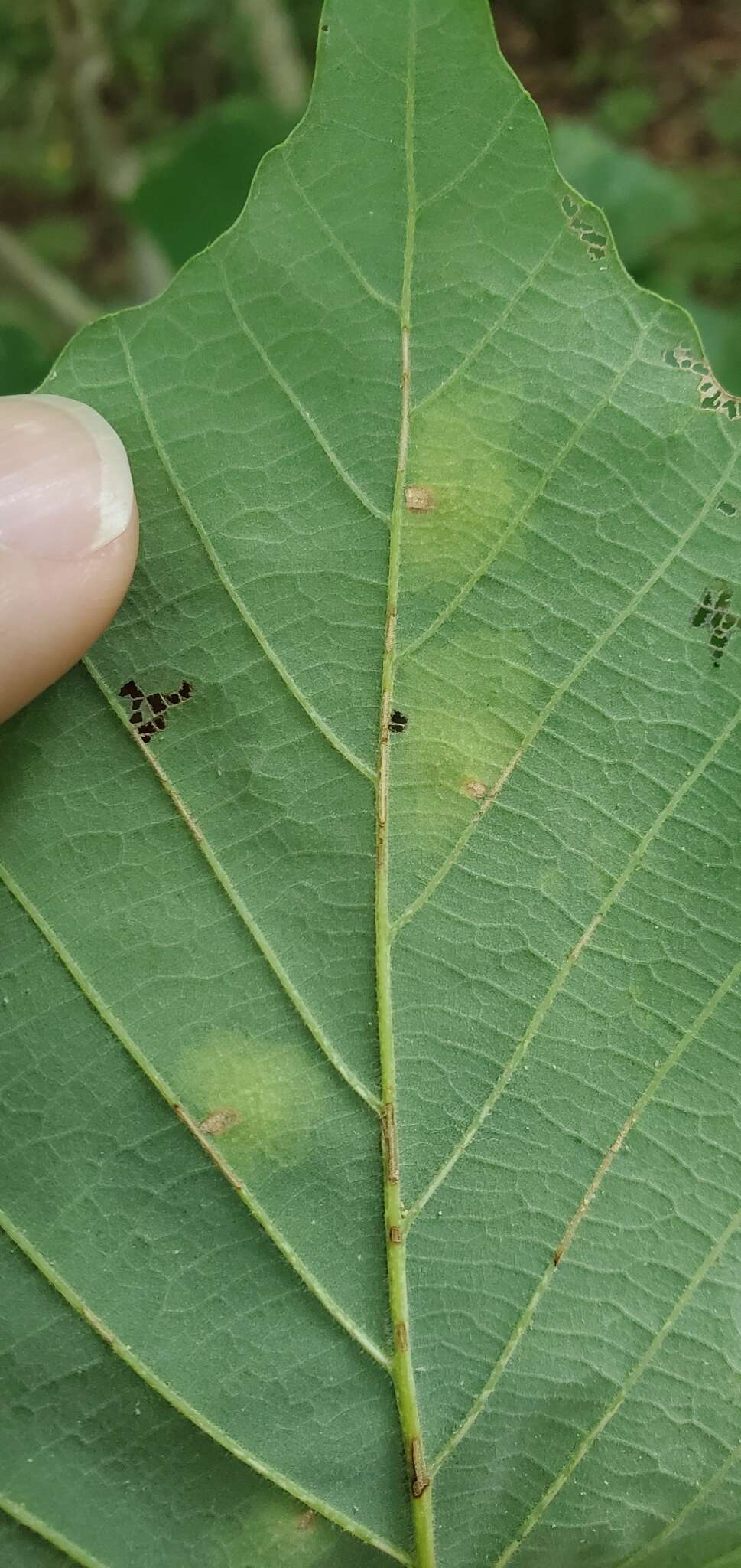 Image of Oak Blotch Miner