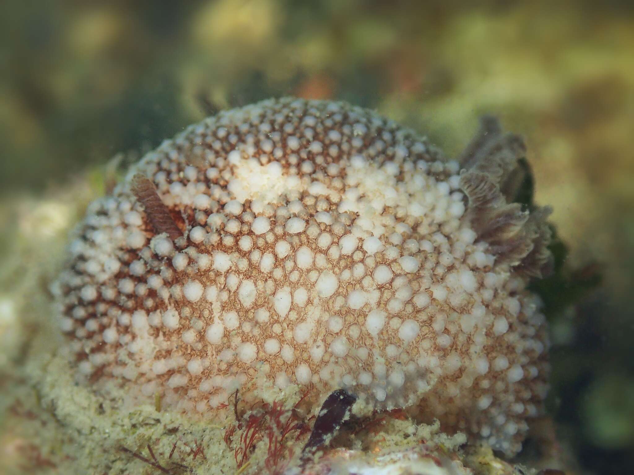 Image of barnacle-eating onchidoris