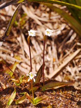 Imagem de Aporostylis bifolia (Hook. fil.) Rupp & Hatch