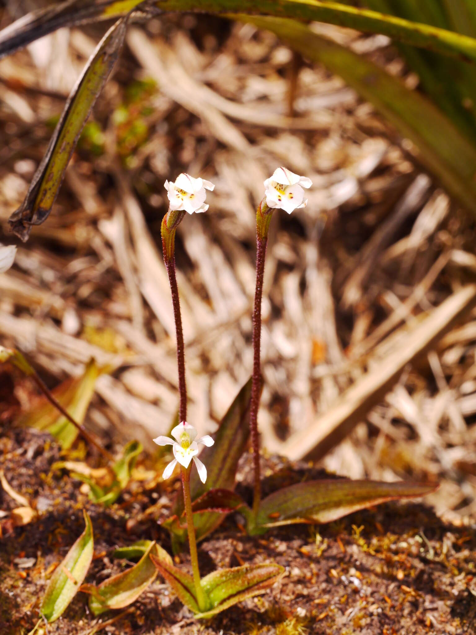 Image of Aporostylis bifolia (Hook. fil.) Rupp & Hatch