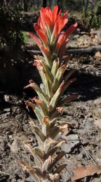 Слика од Castilleja auriculata Eastwood