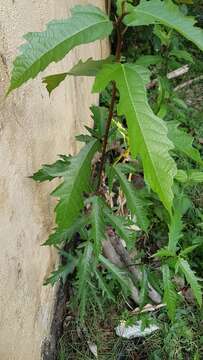 Image of Ficus ulmifolia Lam.