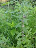 Imagem de Teucrium scordium subsp. scordioides (Schreb.) Arcang.