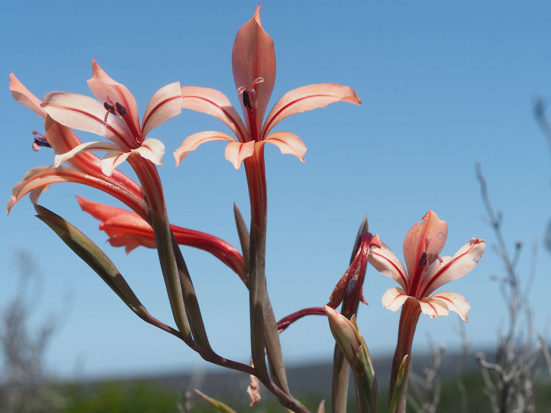 Image of Gladiolus miniatus Eckl.