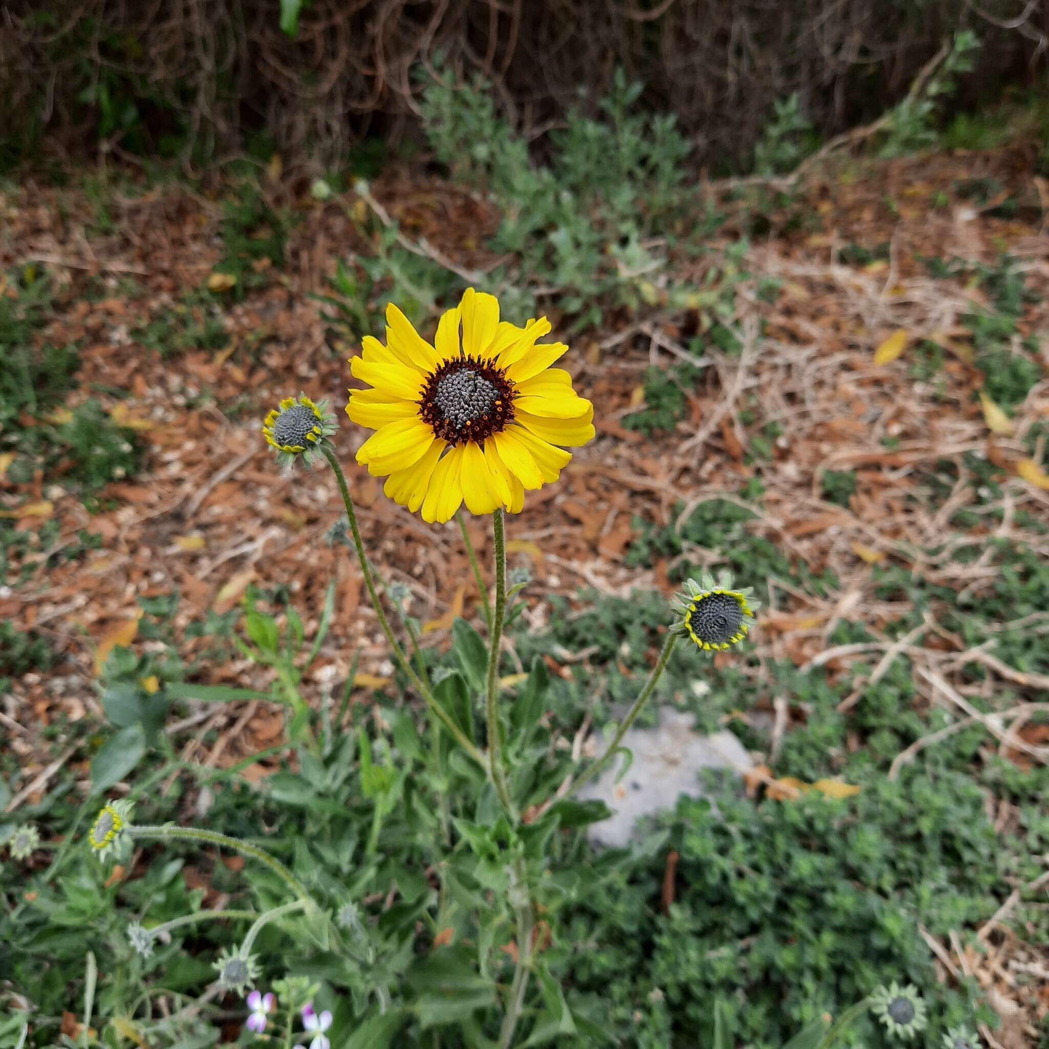 Sivun Encelia canescens Lam. kuva