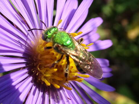 صورة Agapostemon sericeus (Förster 1771)