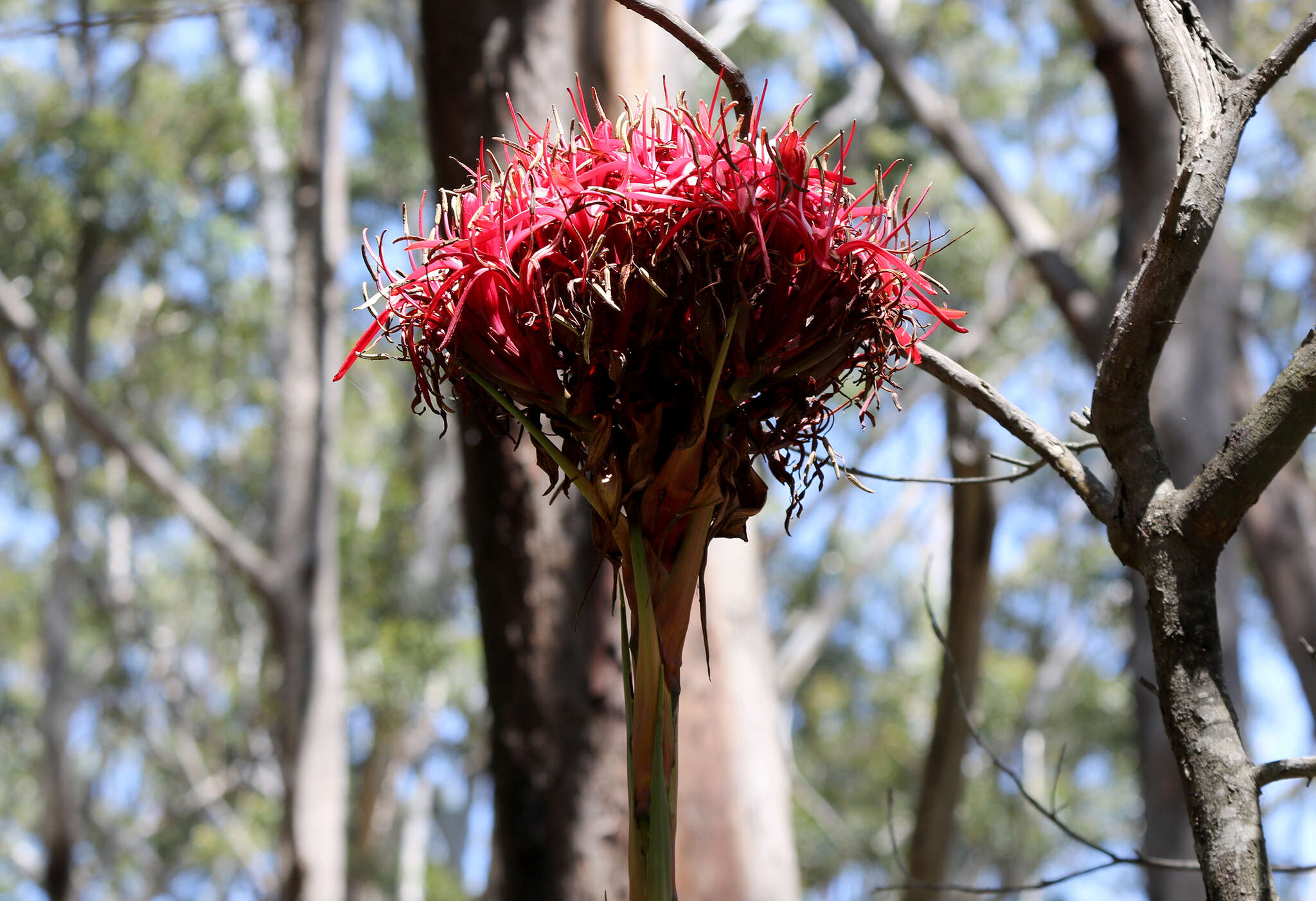 Doryanthes excelsa Corrêa resmi