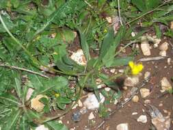 Image de Catananche lutea L.