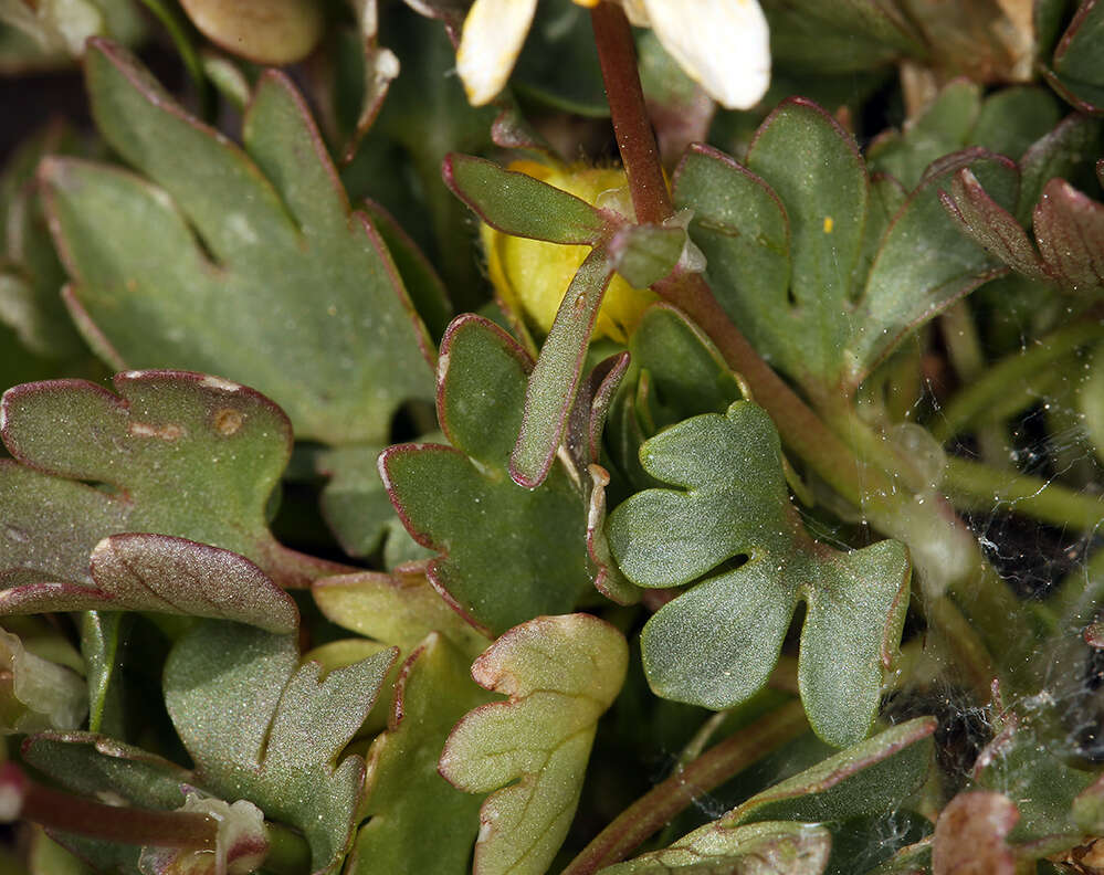 Image de Ranunculus eschscholtzii var. oxynotus (Gray) Jeps.