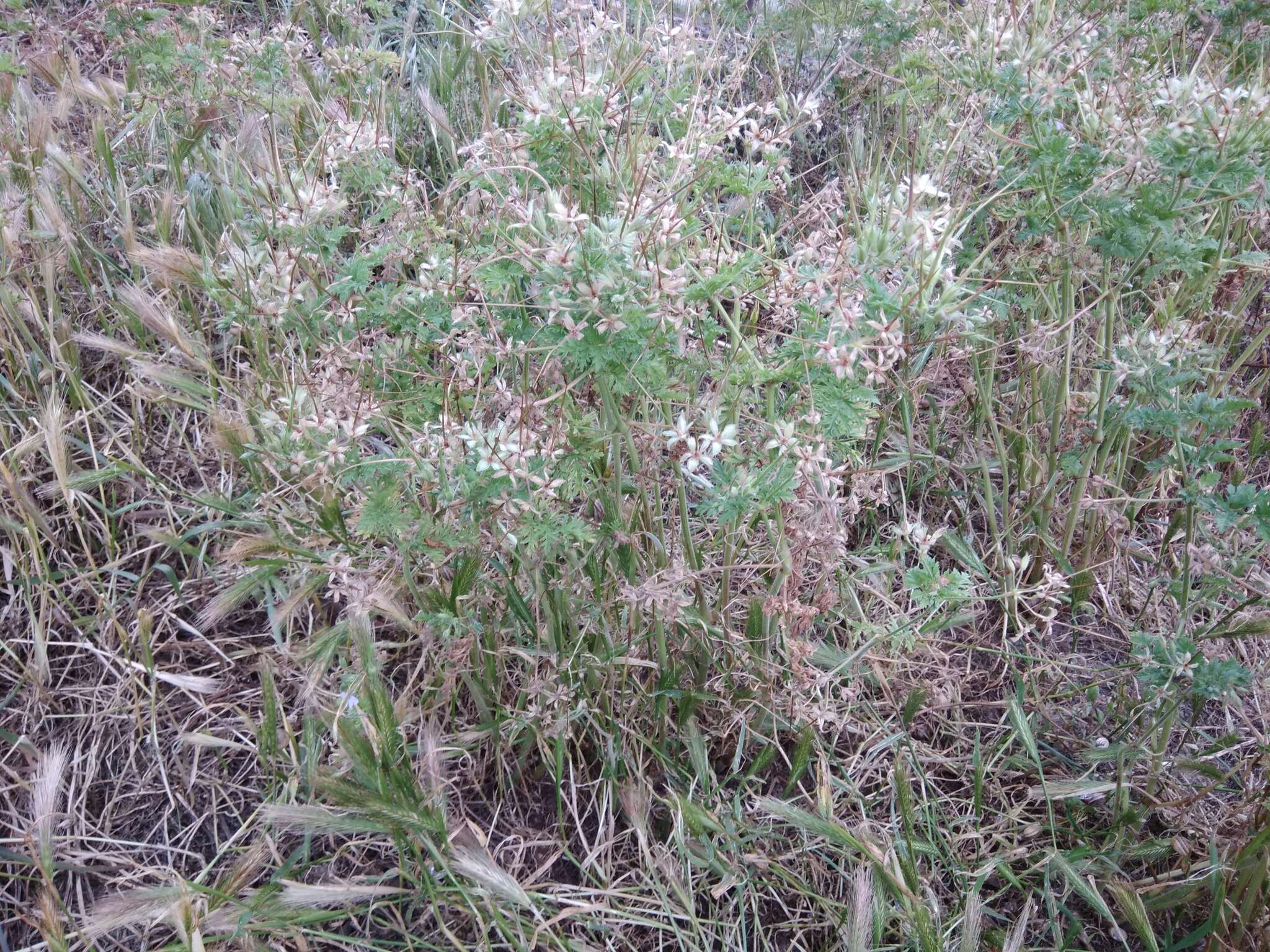 Erodium ciconium (L.) L'Her. resmi