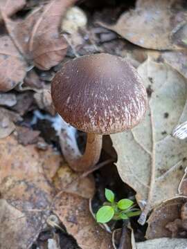 Image of Psathyrella bipellis (Quél.) A. H. Sm. 1946