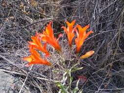 Image of Alstroemeria ligtu subsp. simsii (Spreng.) Ehr. Bayer