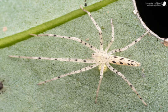 Image of Oxysoma punctatum Nicolet 1849