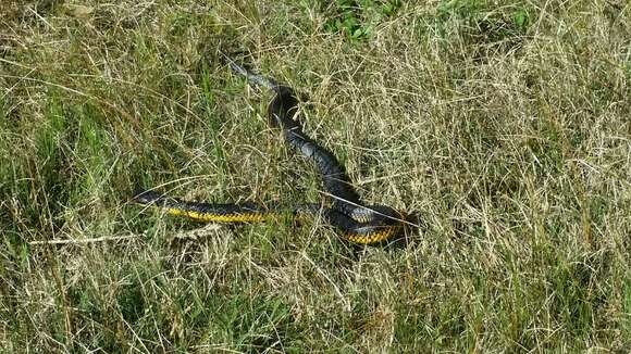 Image of Notechis scutatus occidentalis Glauert 1948