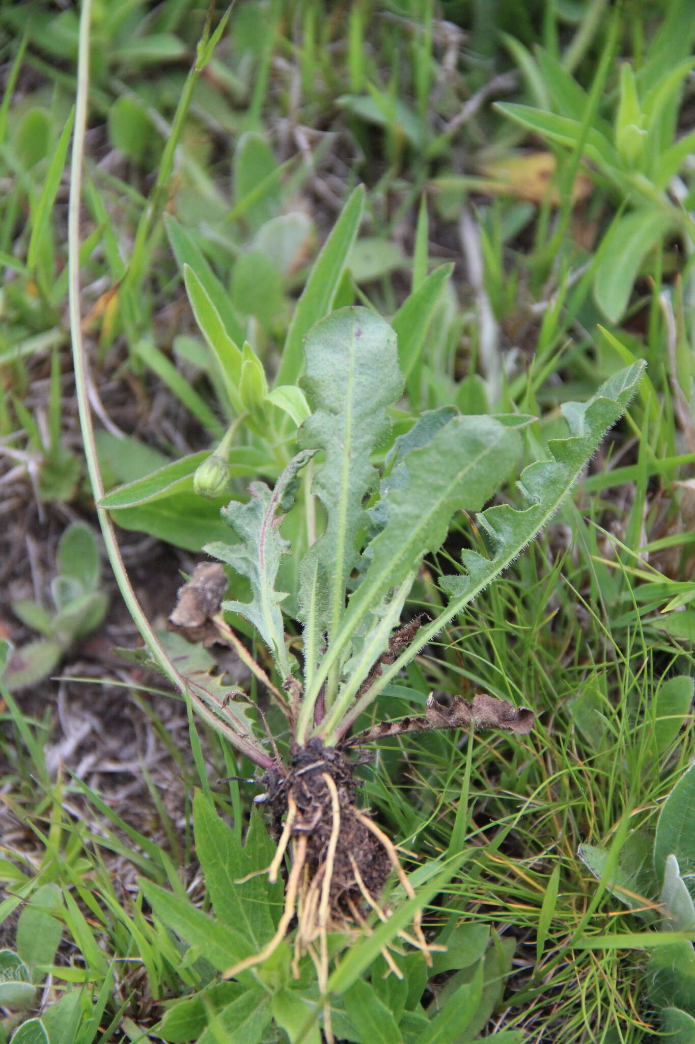 Image of Leontodon caucasicus (M. Bieb.) Fisch.