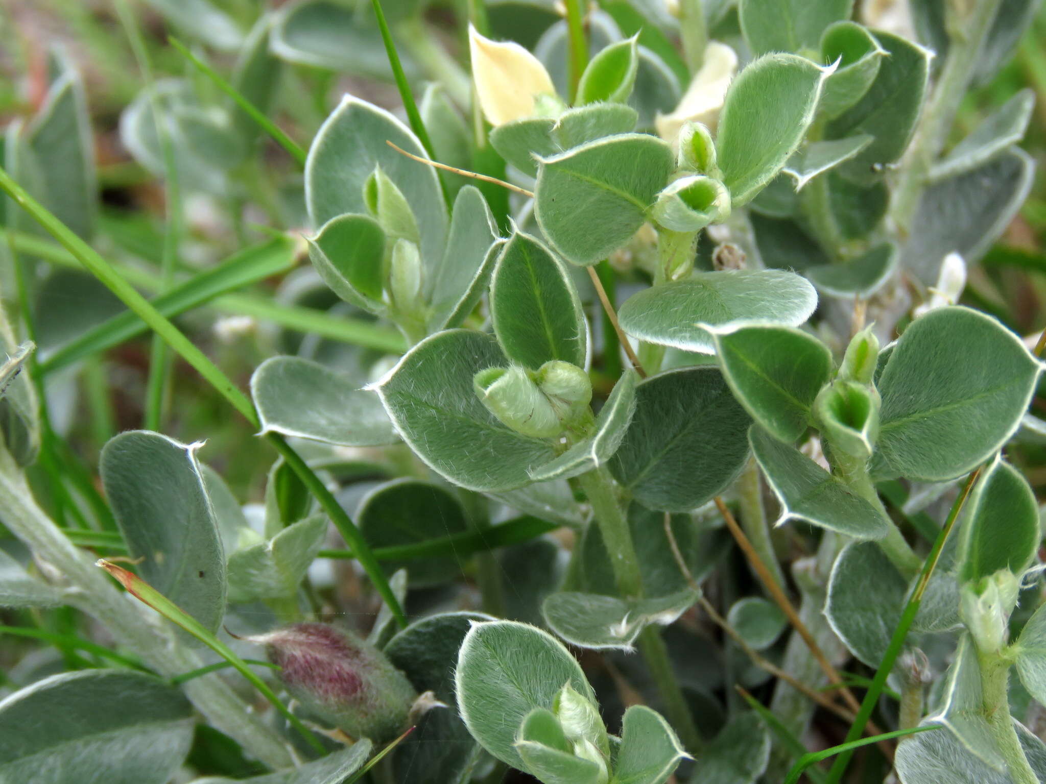 Image of Podalyria sericea R. Br.