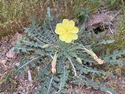 Imagem de Oenothera primiveris subsp. primiveris