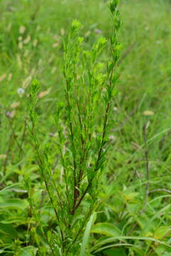 Imagem de Artemisia japonica Thunb.