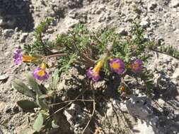 Image of twocolor phacelia