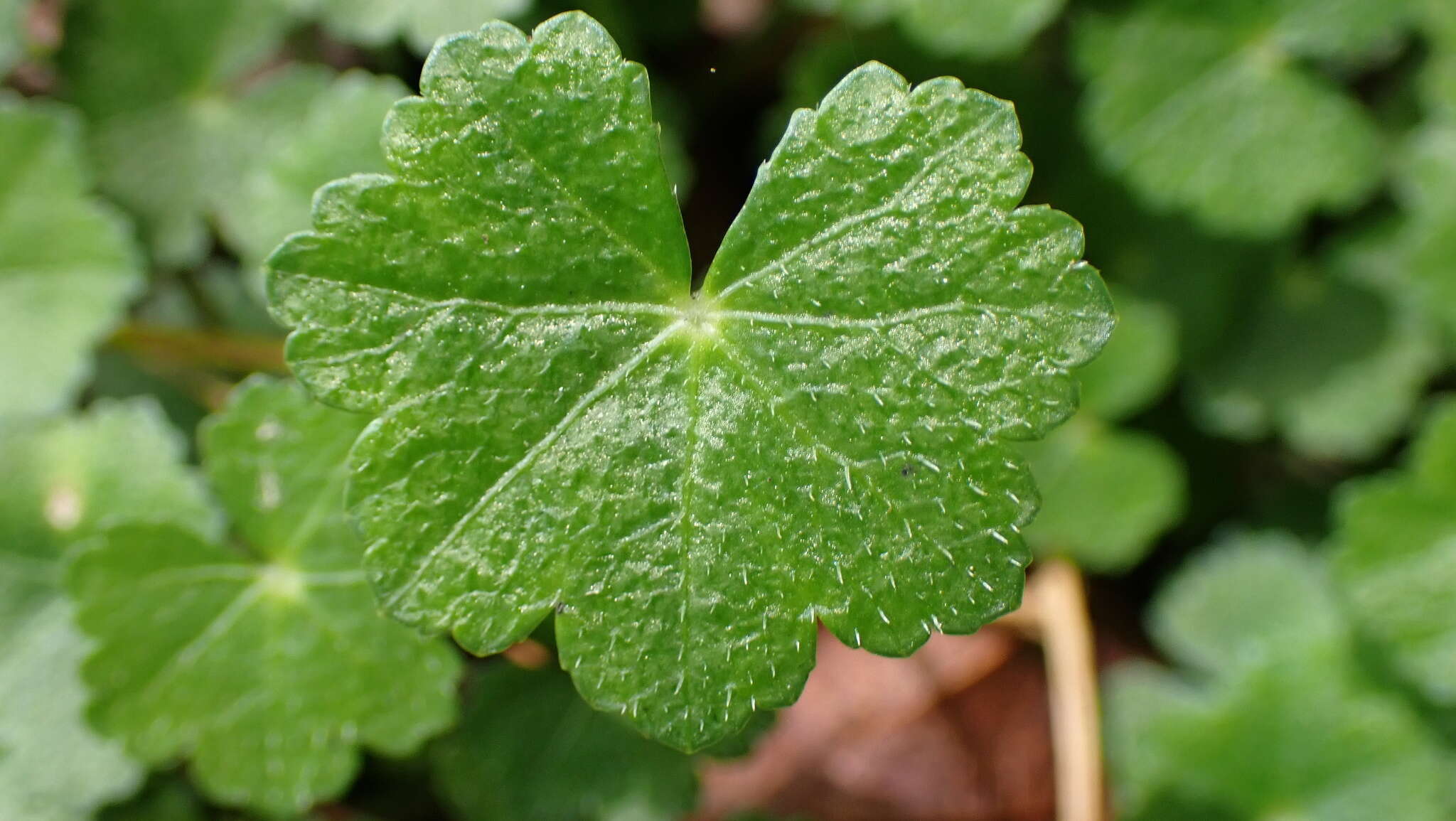 Image of Hydrocotyle setulosa Hayata