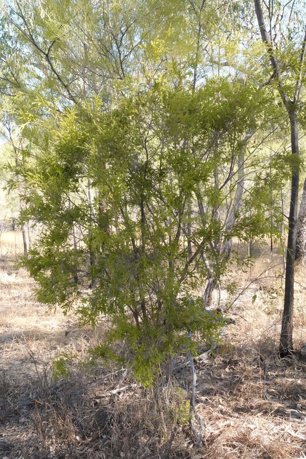 Image of Thryptomene oligandra F. Müll.