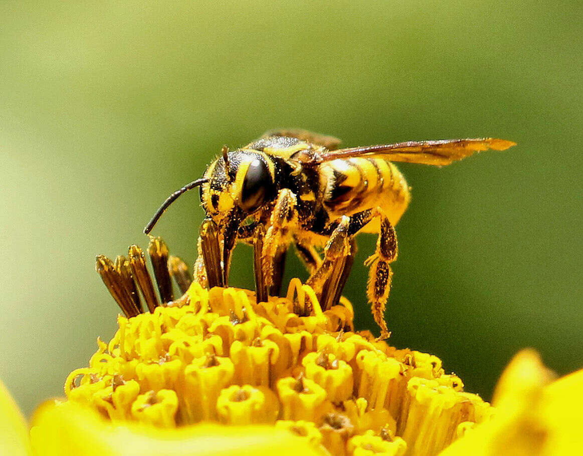 Image of Paranthidium jugatorium lepidum (Cresson 1878)