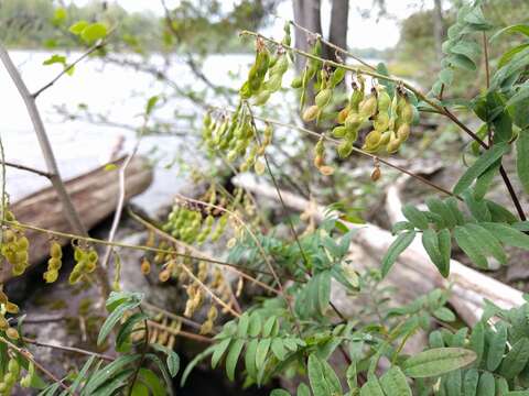 Plancia ëd Hedysarum alpinum L.