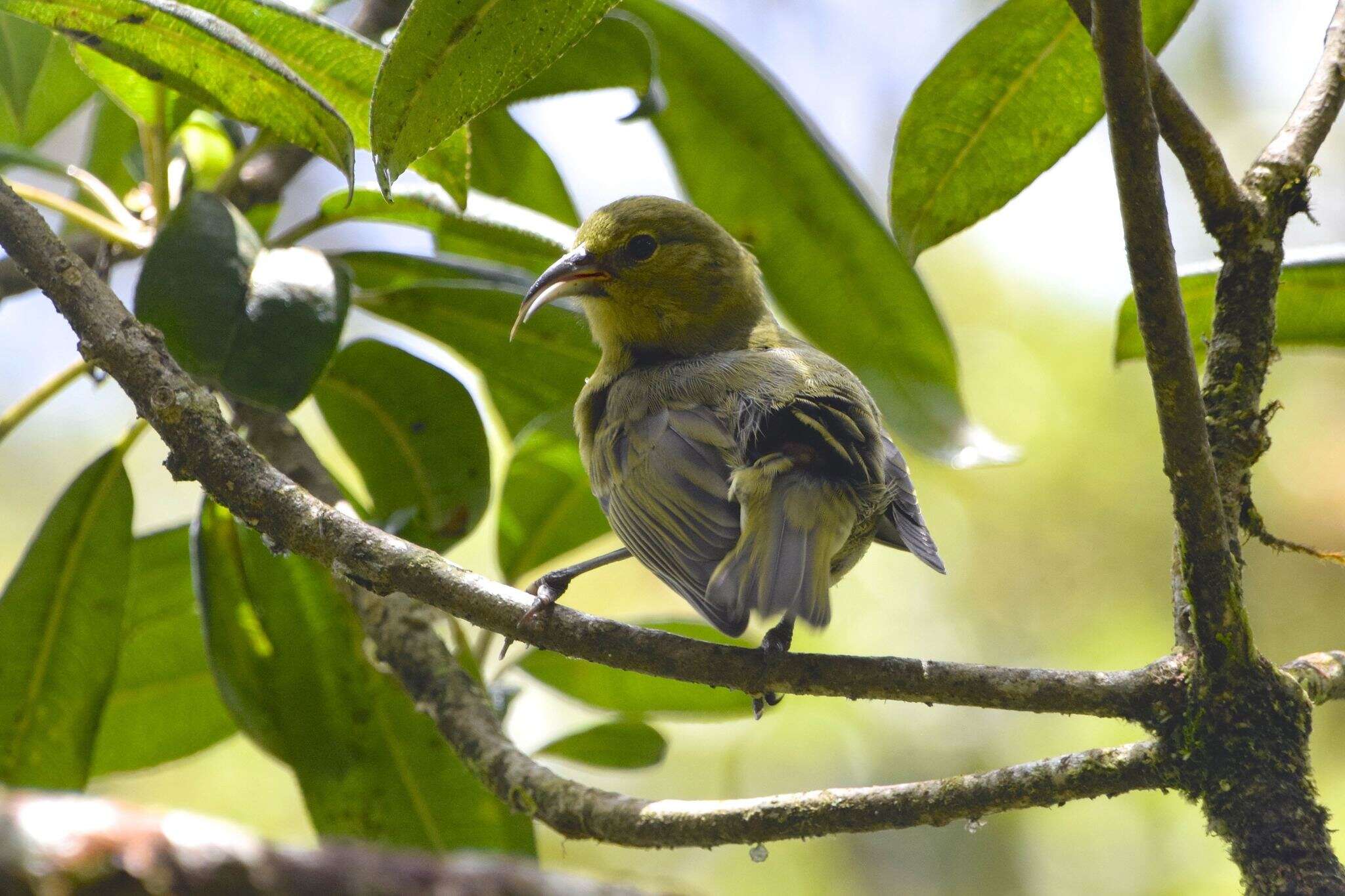 Chlorodrepanis stejnegeri (Wilson & SB 1890)的圖片