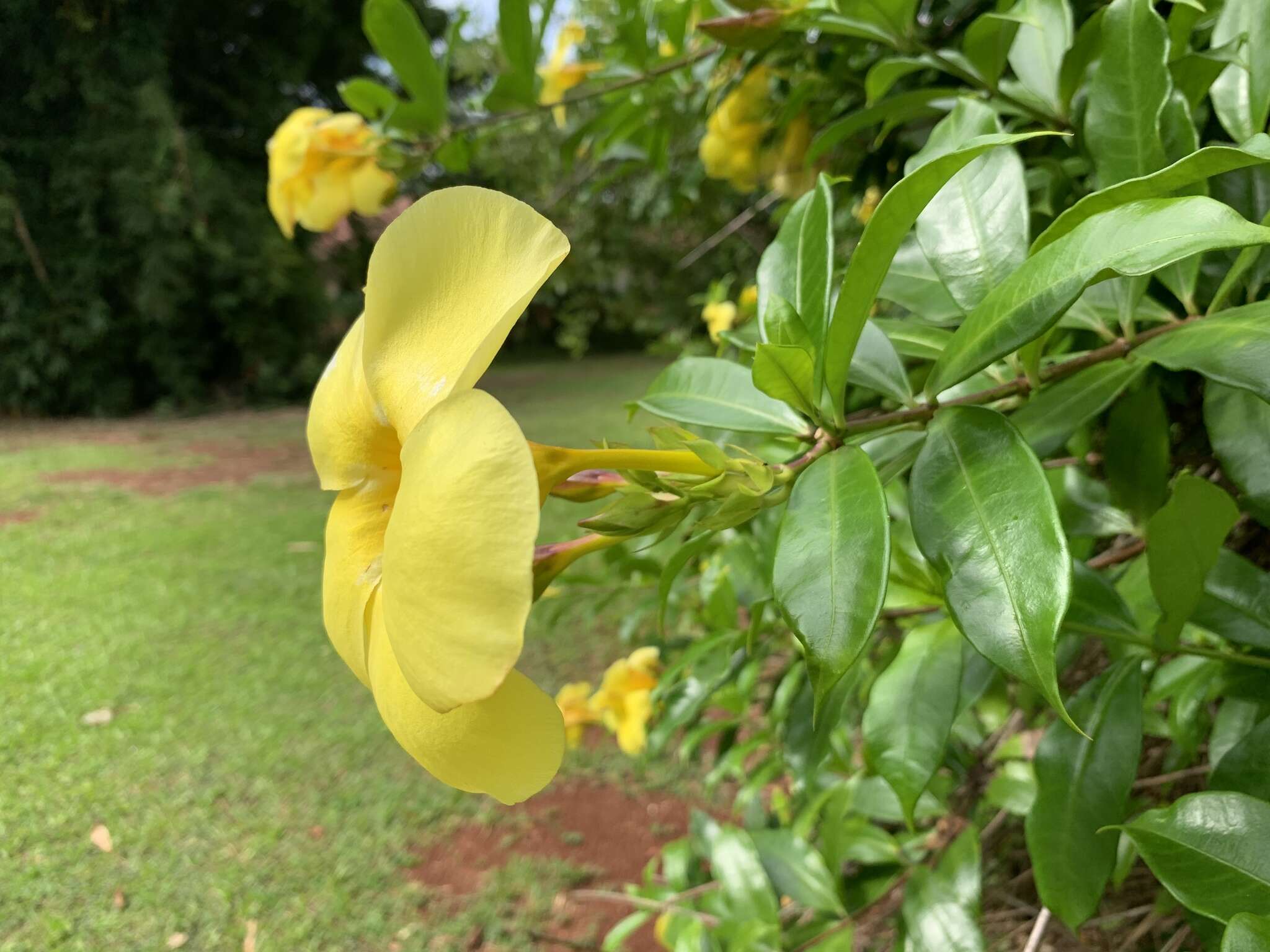 Image of golden trumpet