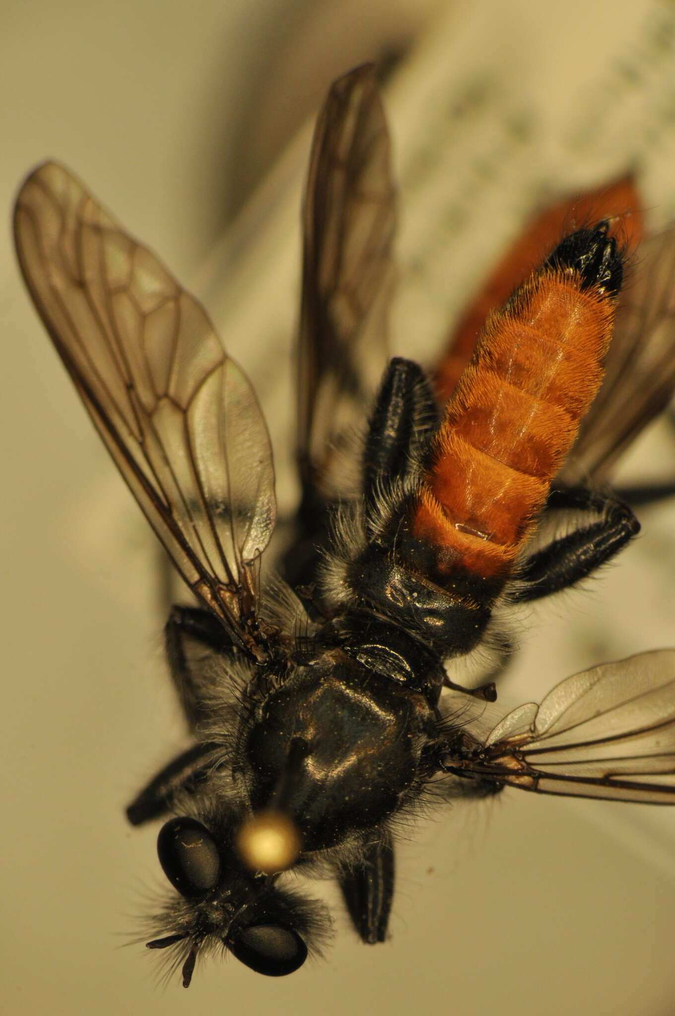 Image of Laphria aimatis McAtee 1919