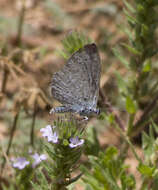 Image of Celastrina echo cinerea (W. H. Edwards 1883)