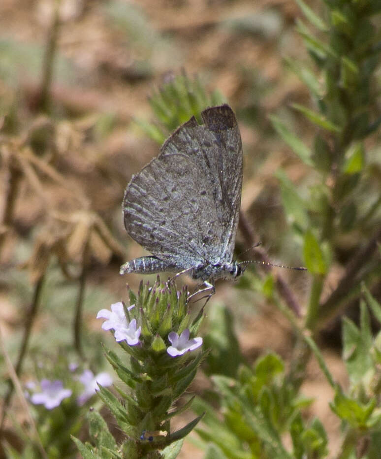 Image of Celastrina echo cinerea (W. H. Edwards 1883)