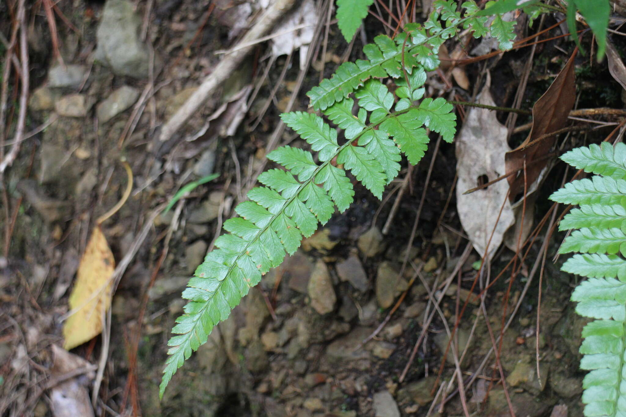 Image de Polystichum biaristatum (Bl.) Moore