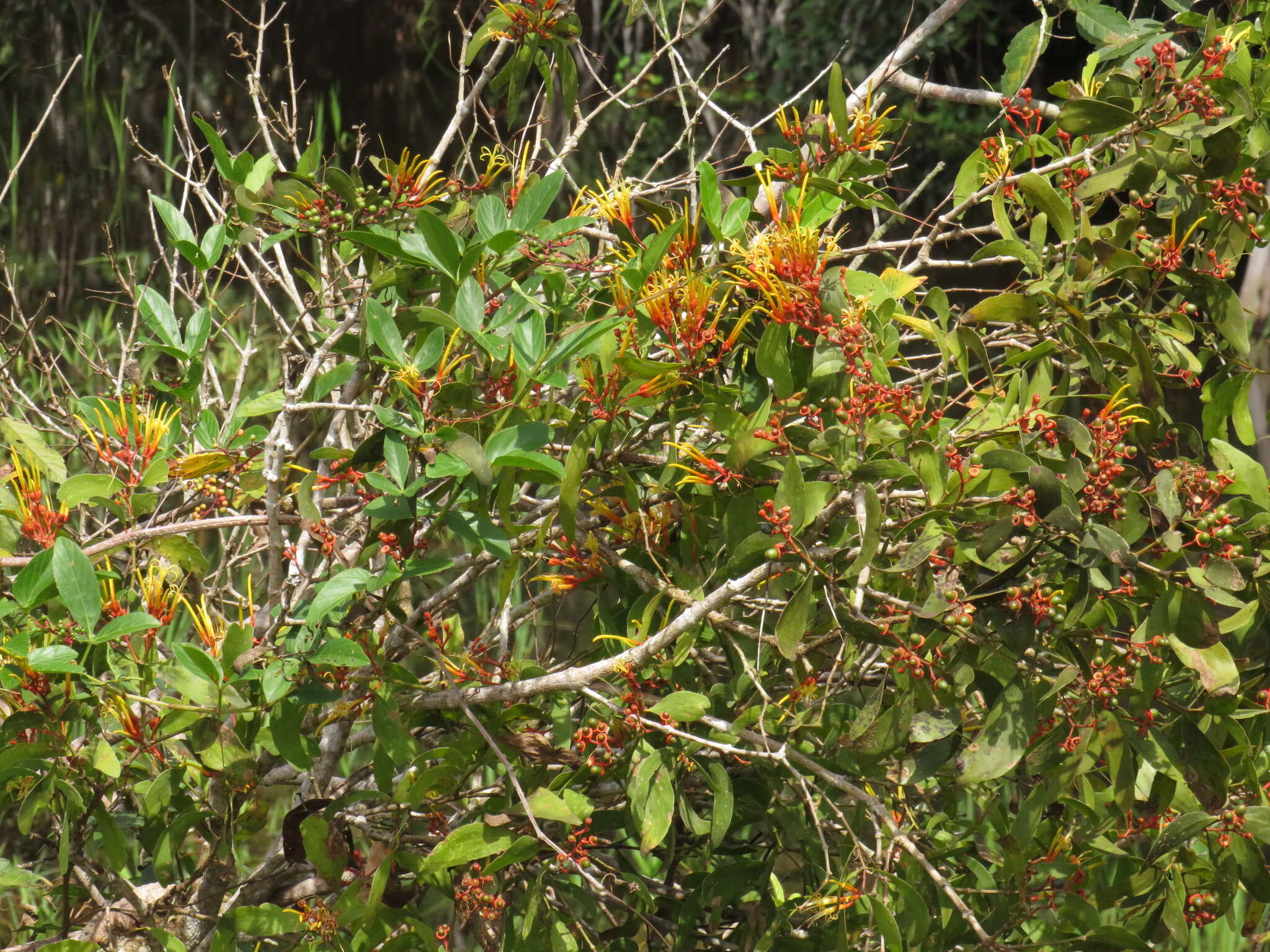 Imagem de Psittacanthus cucullaris (Lam.) G. Don