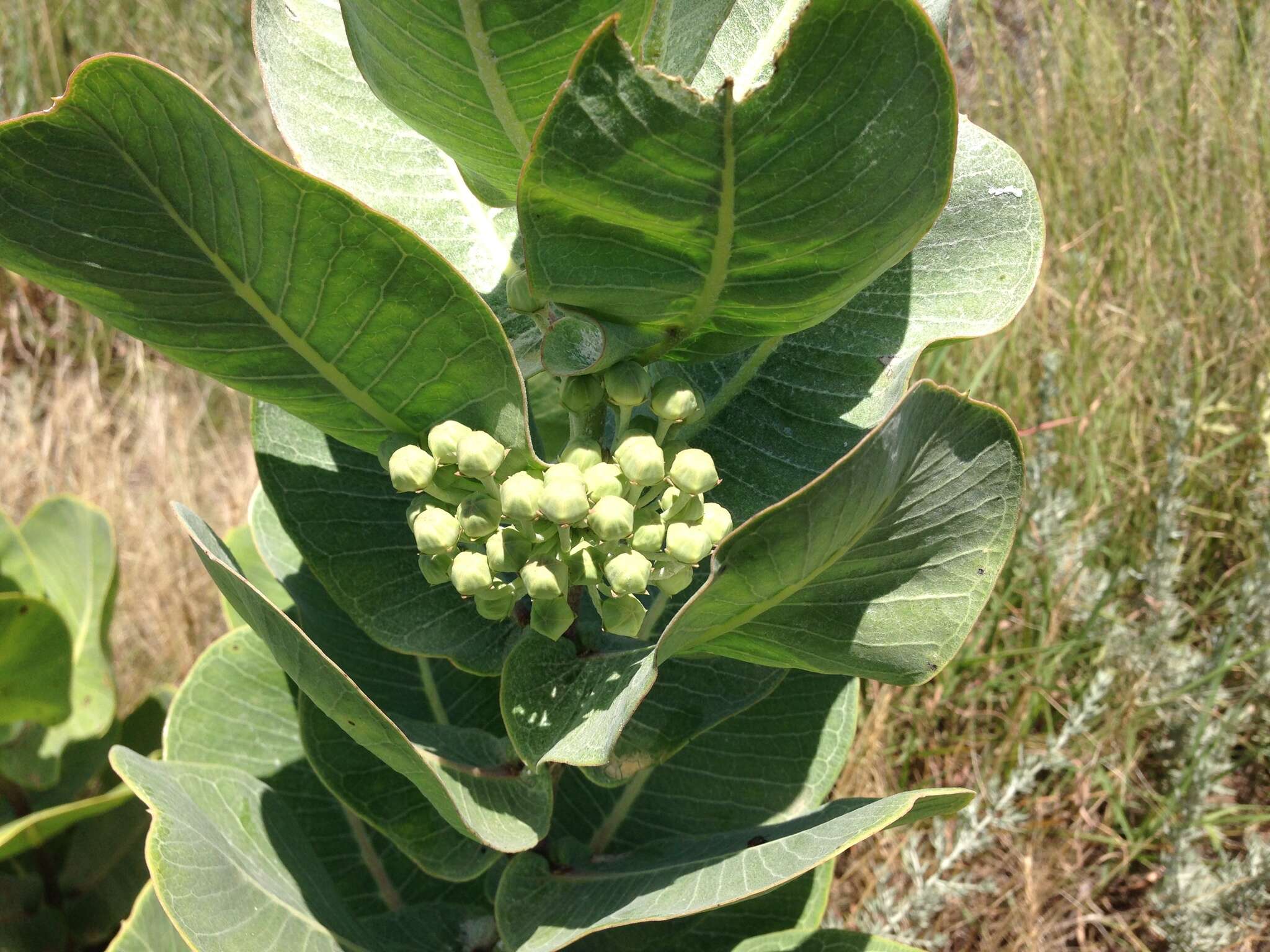 Image of broadleaf milkweed