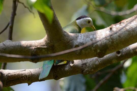 صورة Ptilinopus melanospilus (Salvadori 1875)