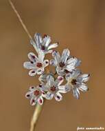 Image of Allium callimischon subsp. haemostictum Stearn