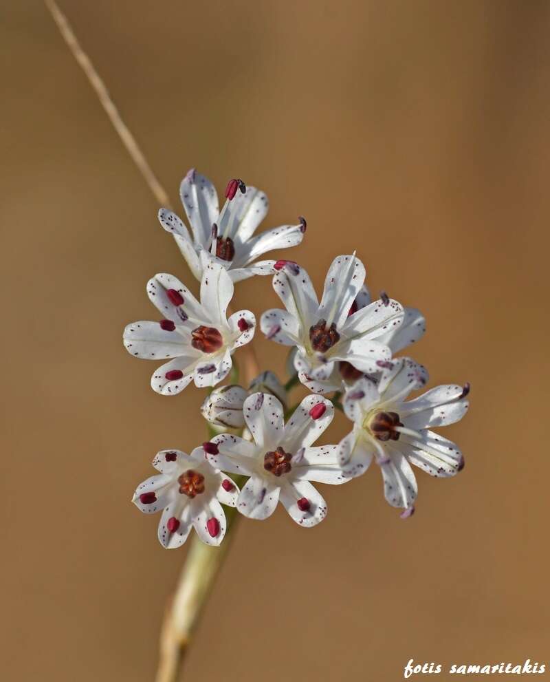 Image of Allium callimischon subsp. haemostictum Stearn