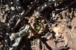 Image of Haworthia nortieri G. G. Sm.