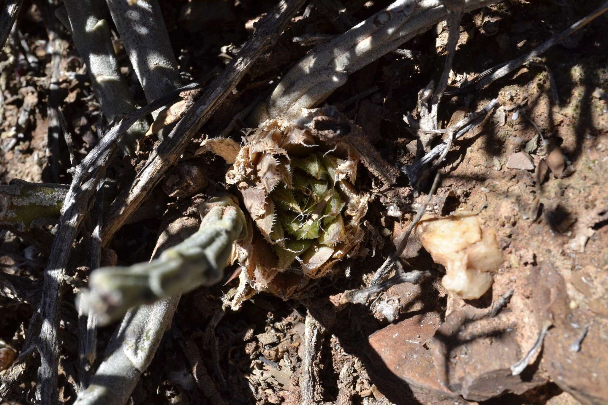 Image of Haworthia nortieri G. G. Sm.