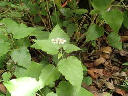 Image de Pericallis appendiculata (L. fil.) B. Nord.