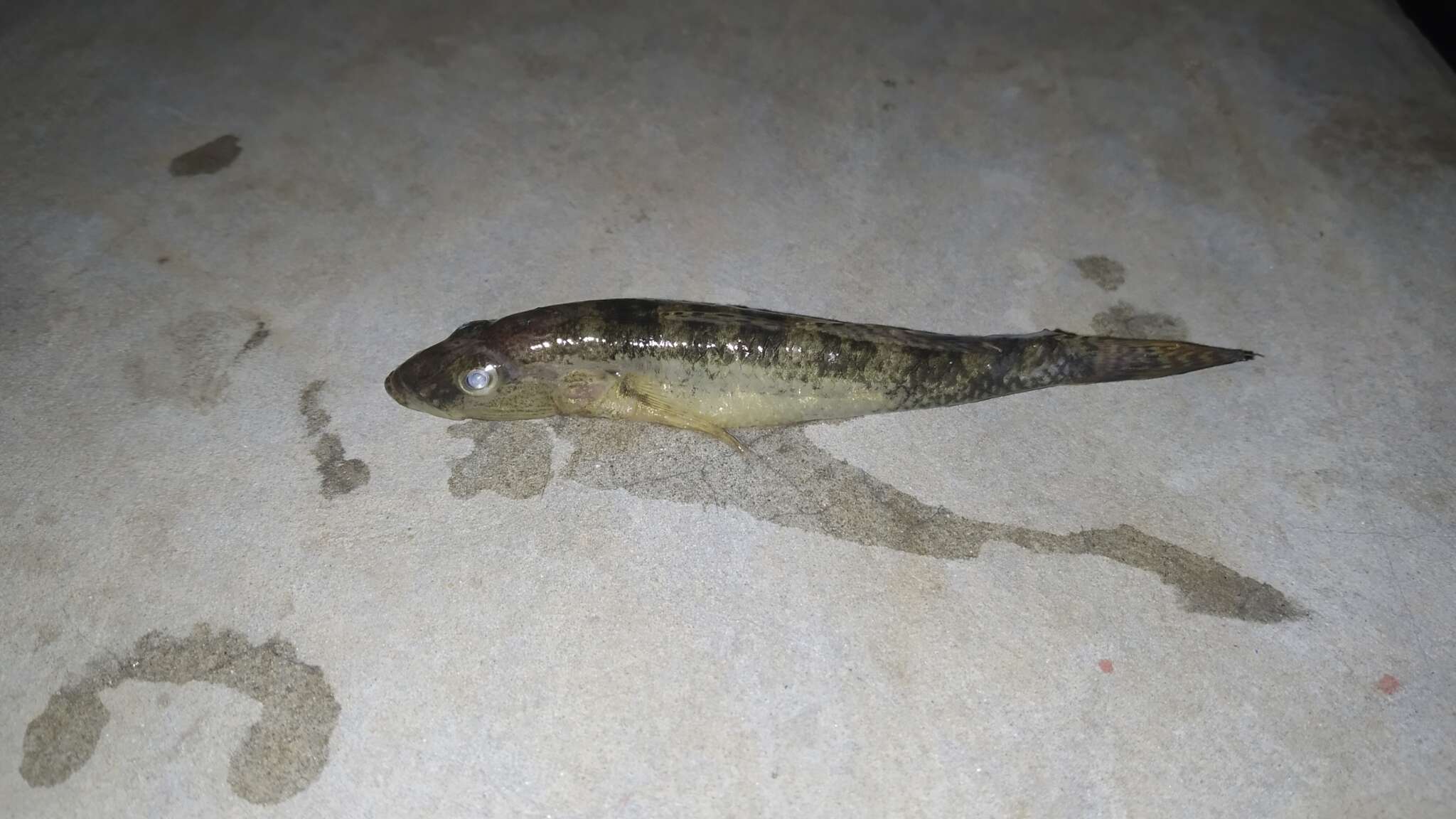 Plancia ëd Glossogobius